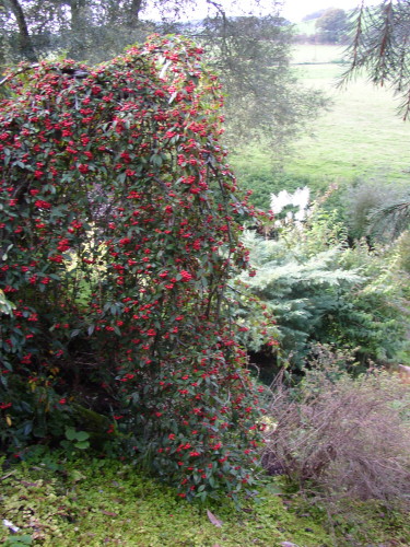cotoneaster