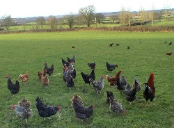 chickens