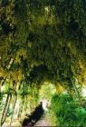 Laburnum