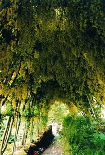 laburnum walk