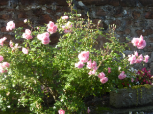 roses